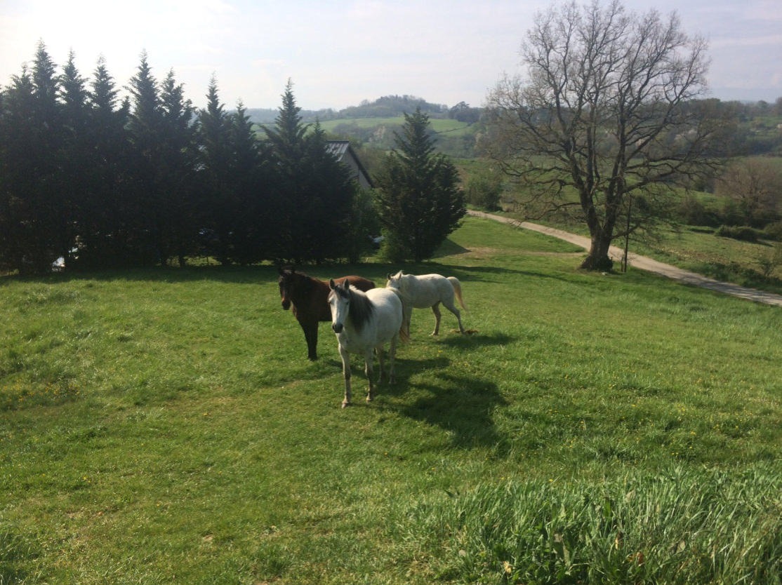 chevaux dans le pré à côte du gîte