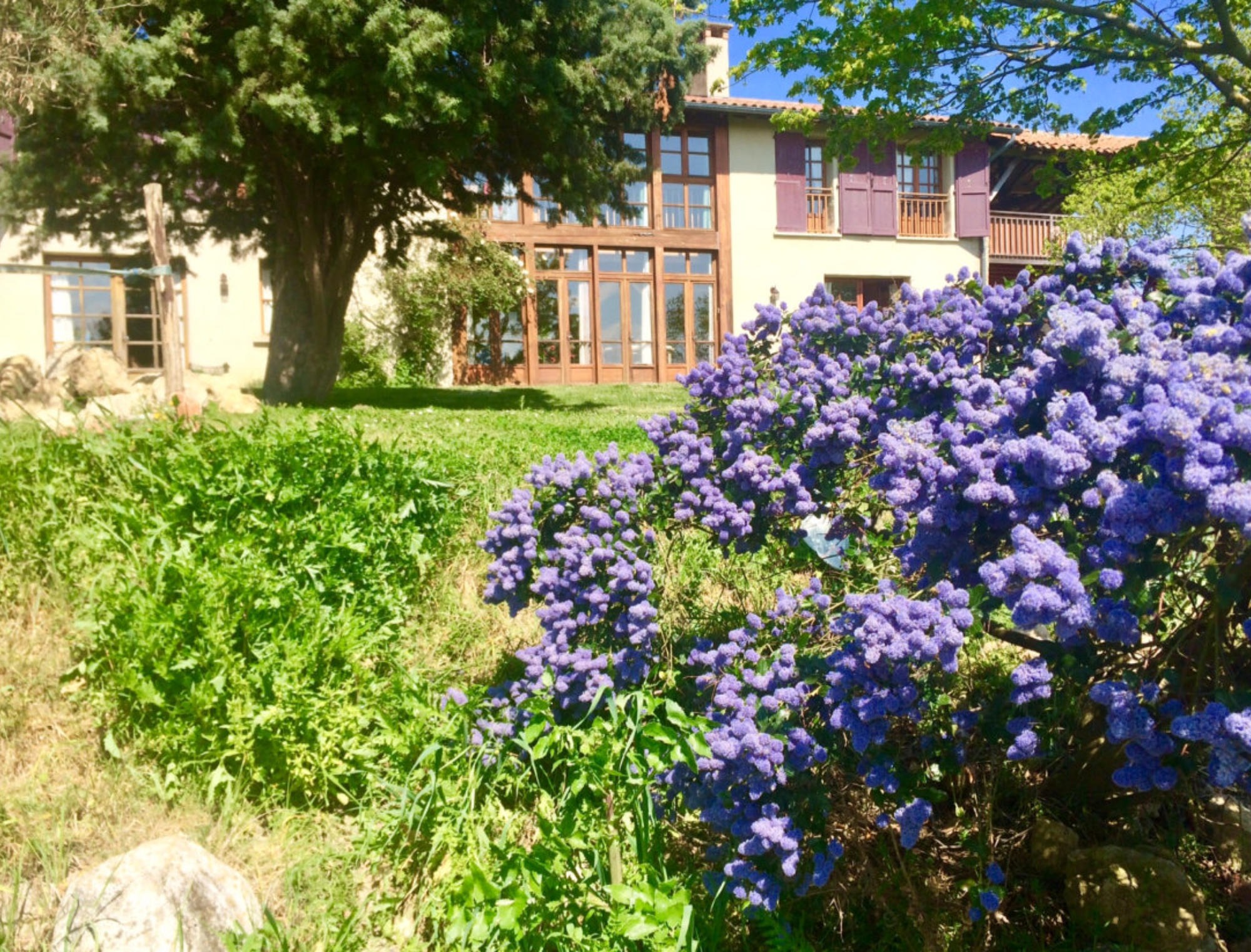 fleurs et arbustes
