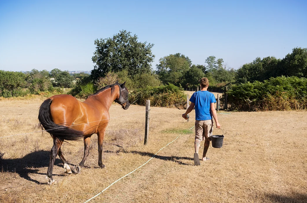 Balade avec cheval