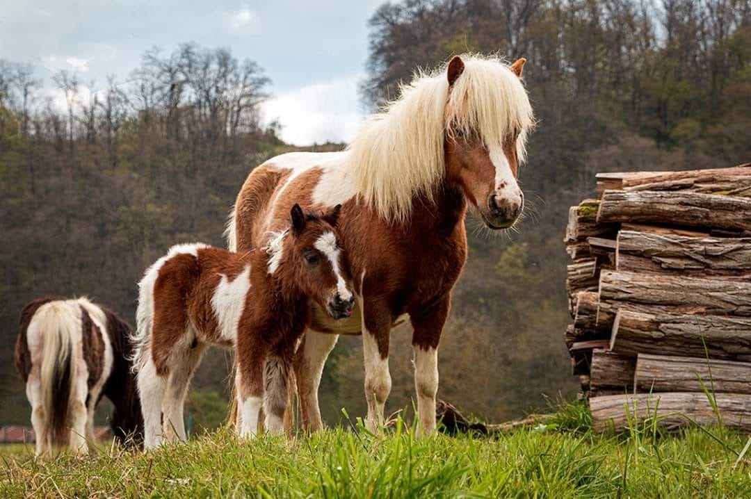 Poney