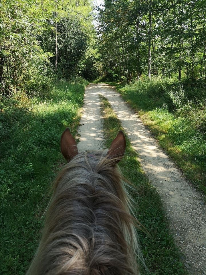 Balade équestre en forêt