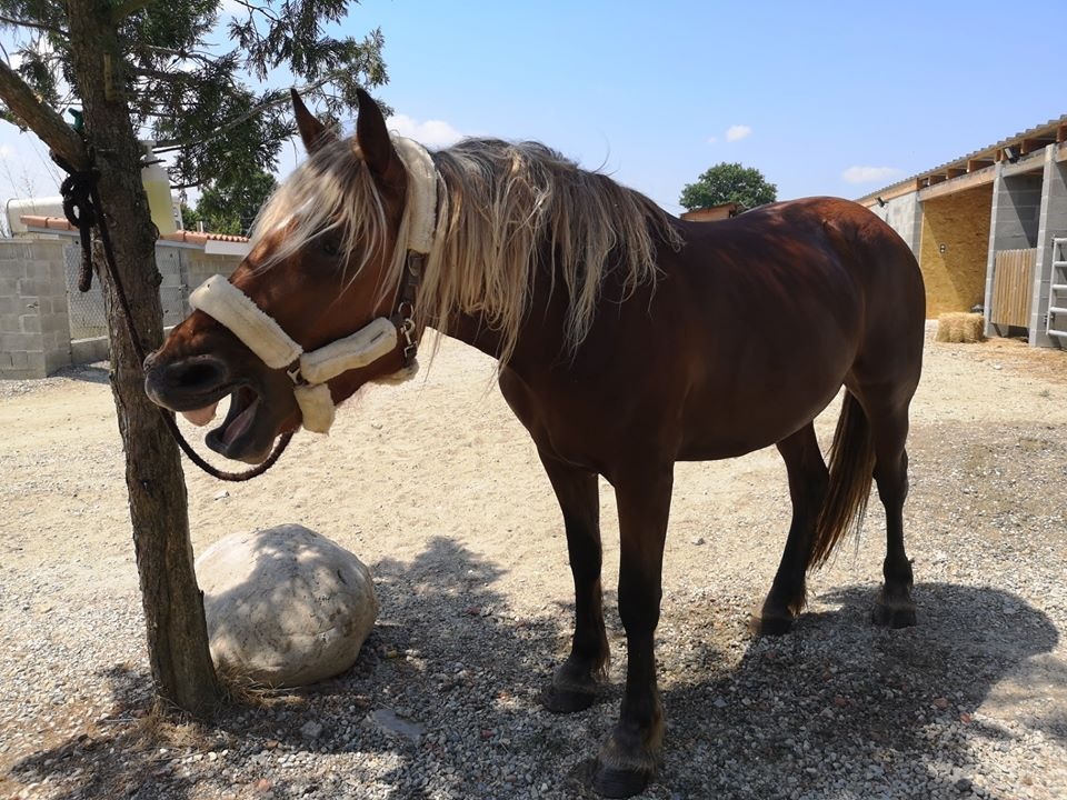 Cheval dans les écuries