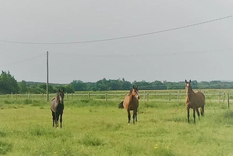 Chevaux dans pré