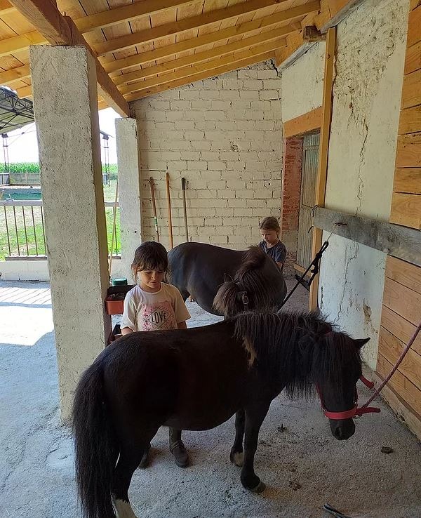 Activité balade à poney