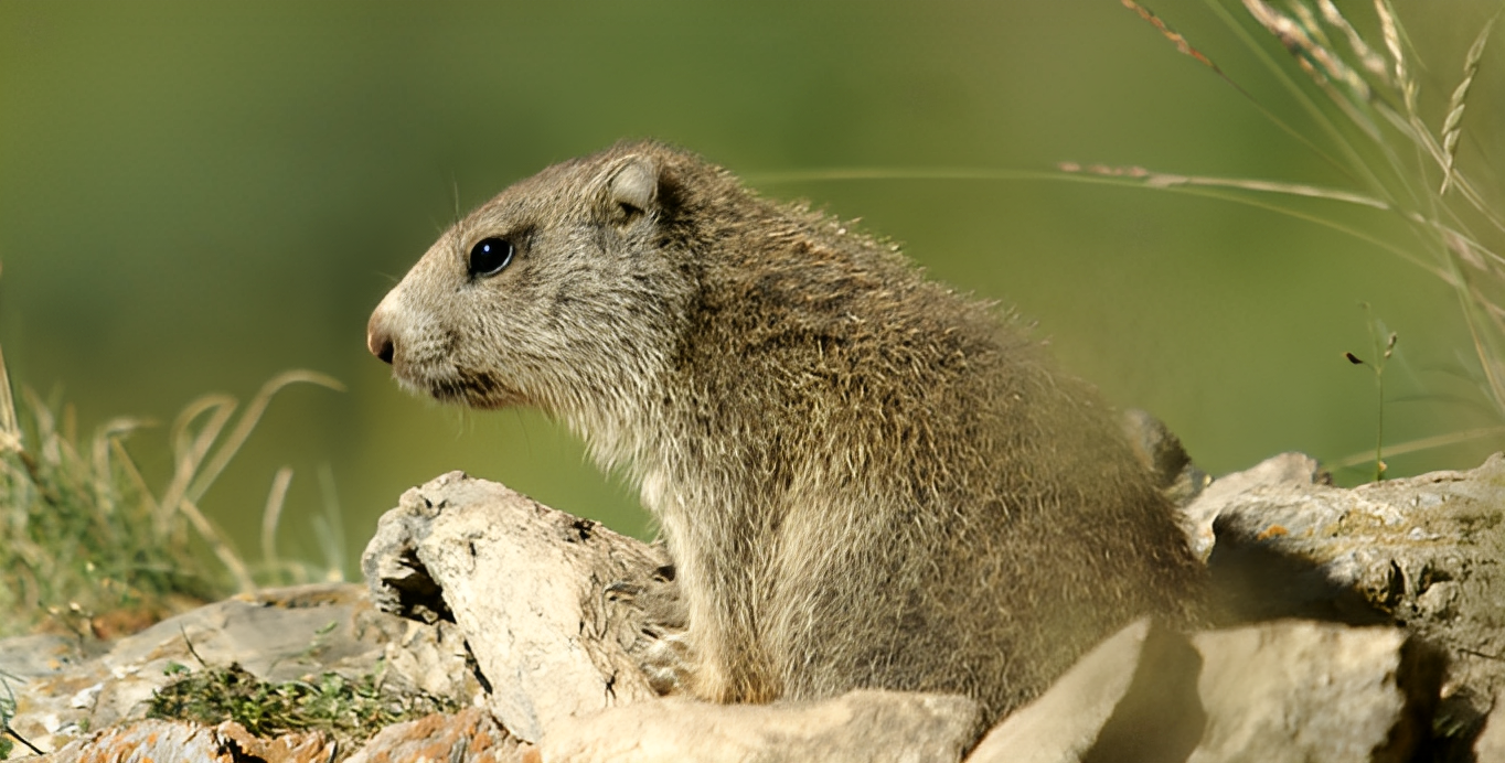 Découvrez les marmottes de la réserve !
