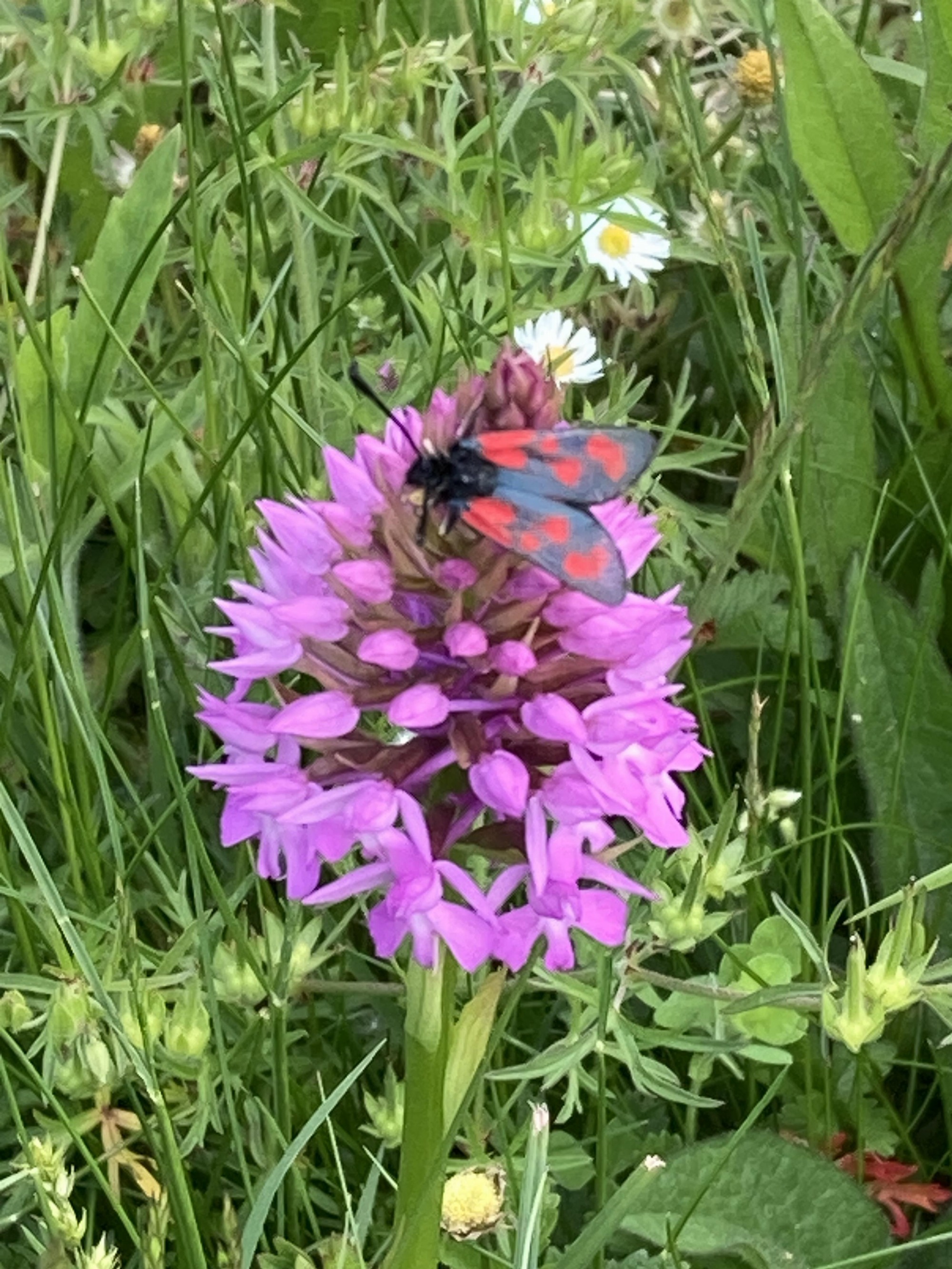 Orchidée
